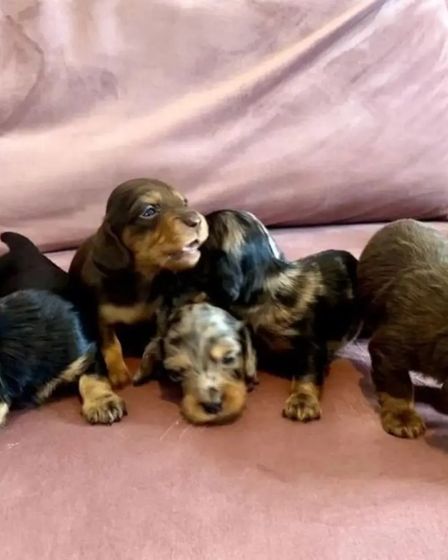Dachshunds Puppies For Sale | Dogs | New York City | 6