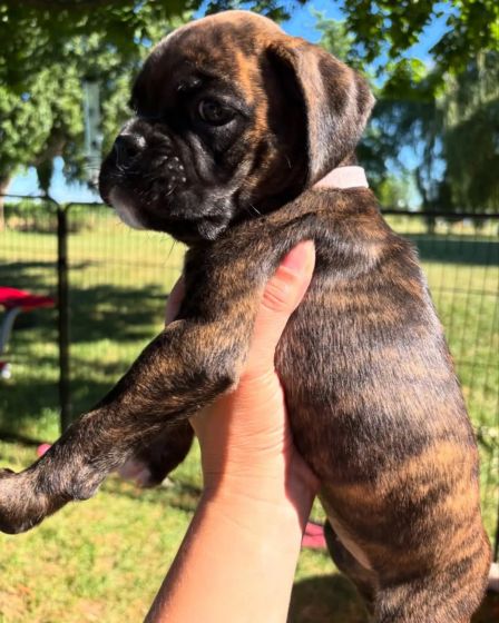 Brindle Boxer Puppies đžWe have a wonderful litter | Dogs | Syracuse | 3