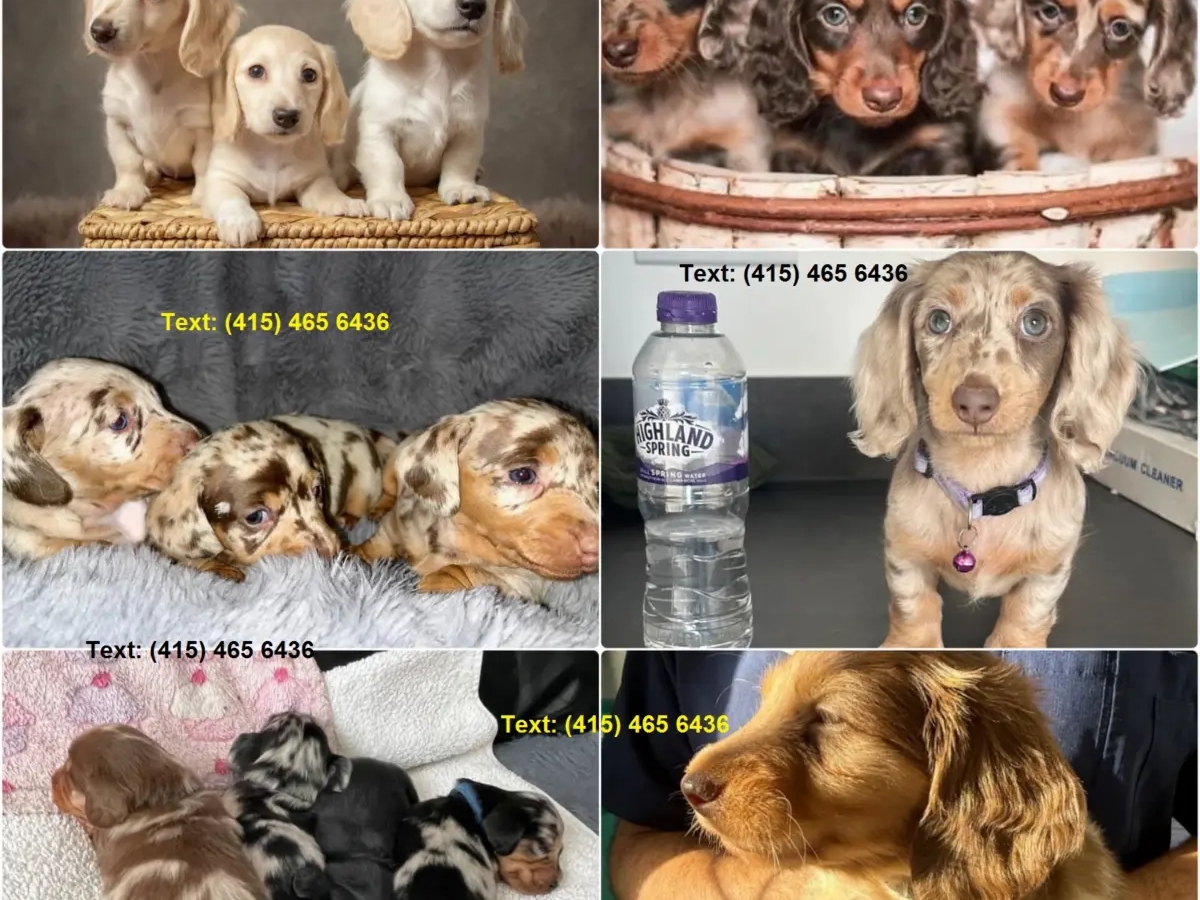 Dachshunds Puppies For Sale | Dogs | New York City | Ad gallery (SEO) | 2