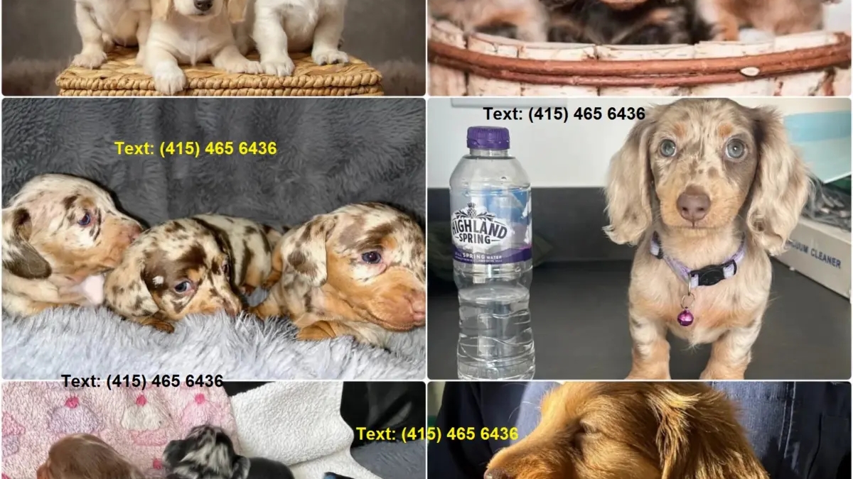 Dachshunds Puppies For Sale | Dogs | New York City | Ad gallery (SEO) | 3