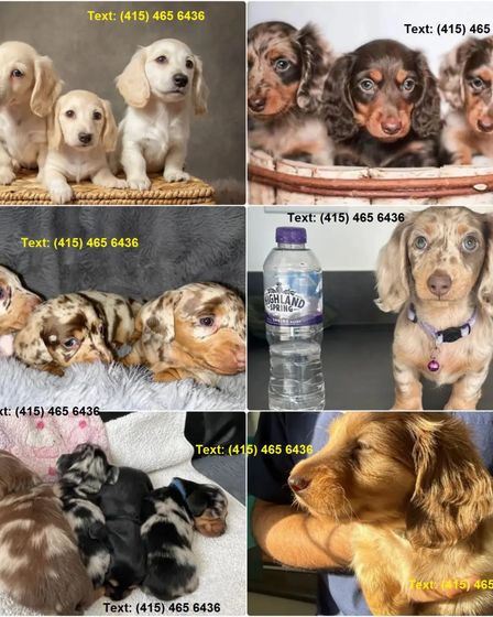 Dachshunds Puppies For Sale | Dogs | New York City | 1
