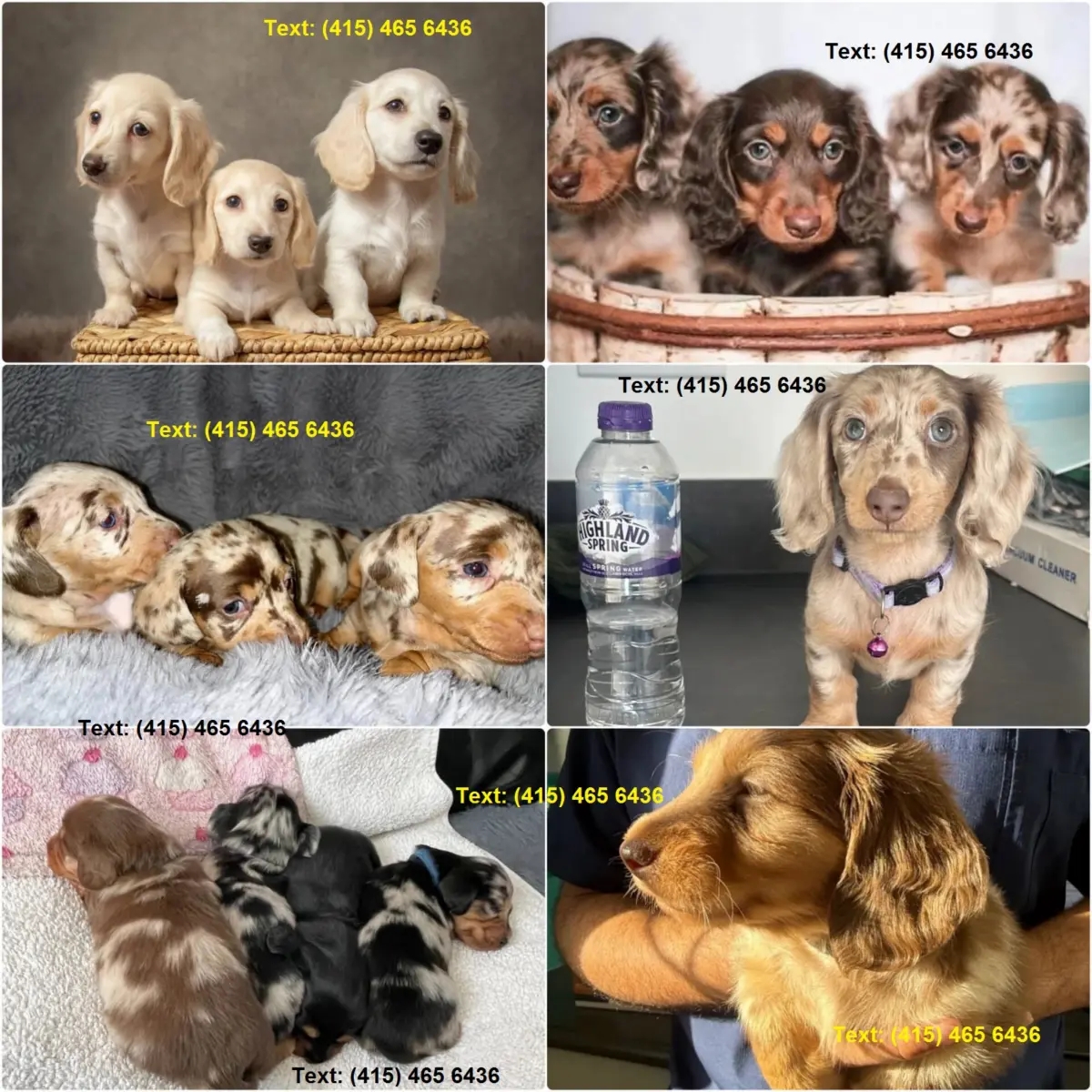 Dachshunds Puppies For Sale | Dogs | New York City | Ad gallery (SEO) | 1
