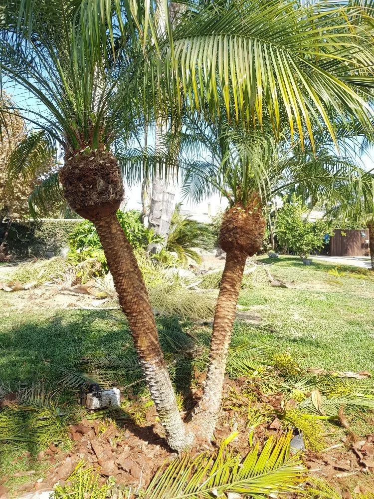 Lorenzo's Tree Services Ontario CA | Other Services | Los Angeles | 4