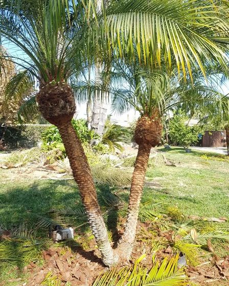 Lorenzo's Tree Services Ontario CA | Other Services | Los Angeles | 4