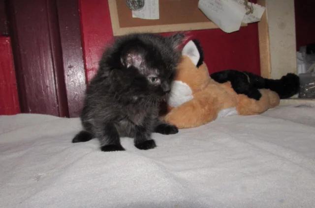 ragdoll kittens for sale | Cats | Charleston | 2