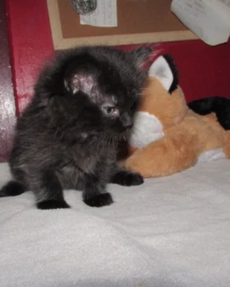 ragdoll kittens for sale | Cats | Charleston | 2