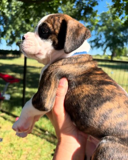 Brindle Boxer Puppies đžWe have a wonderful litter | Dogs | Syracuse | 2