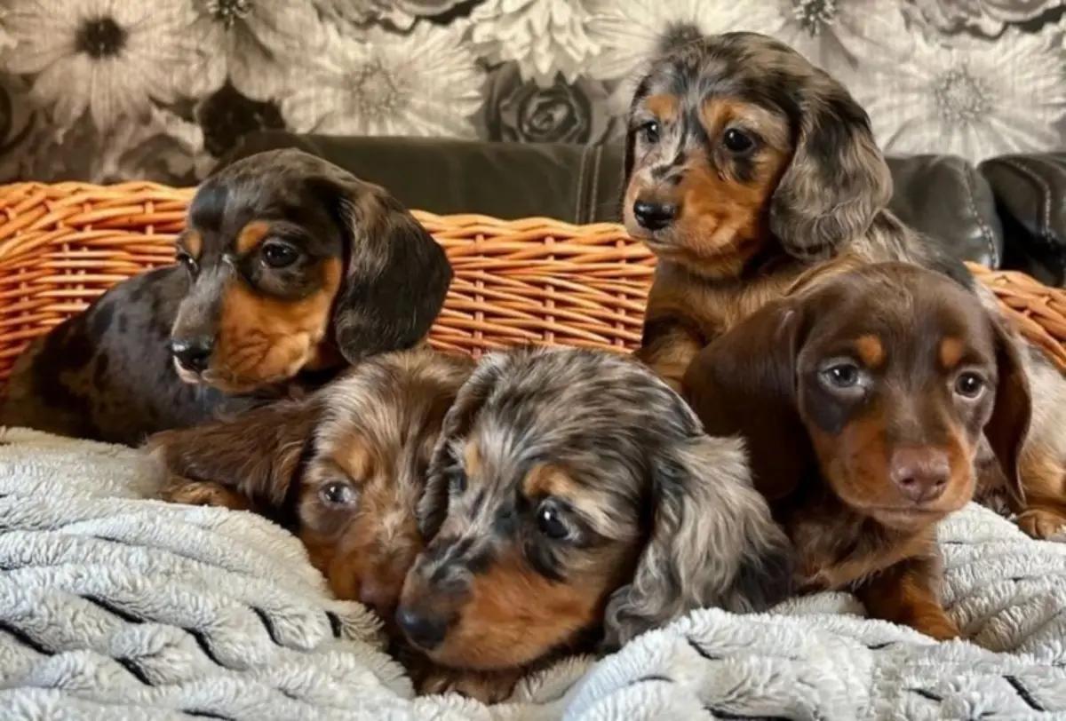 Dachshunds Puppies For Sale | Dogs | New York City | 5