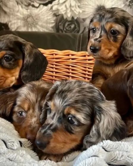 Dachshunds Puppies For Sale | Dogs | New York City | 5