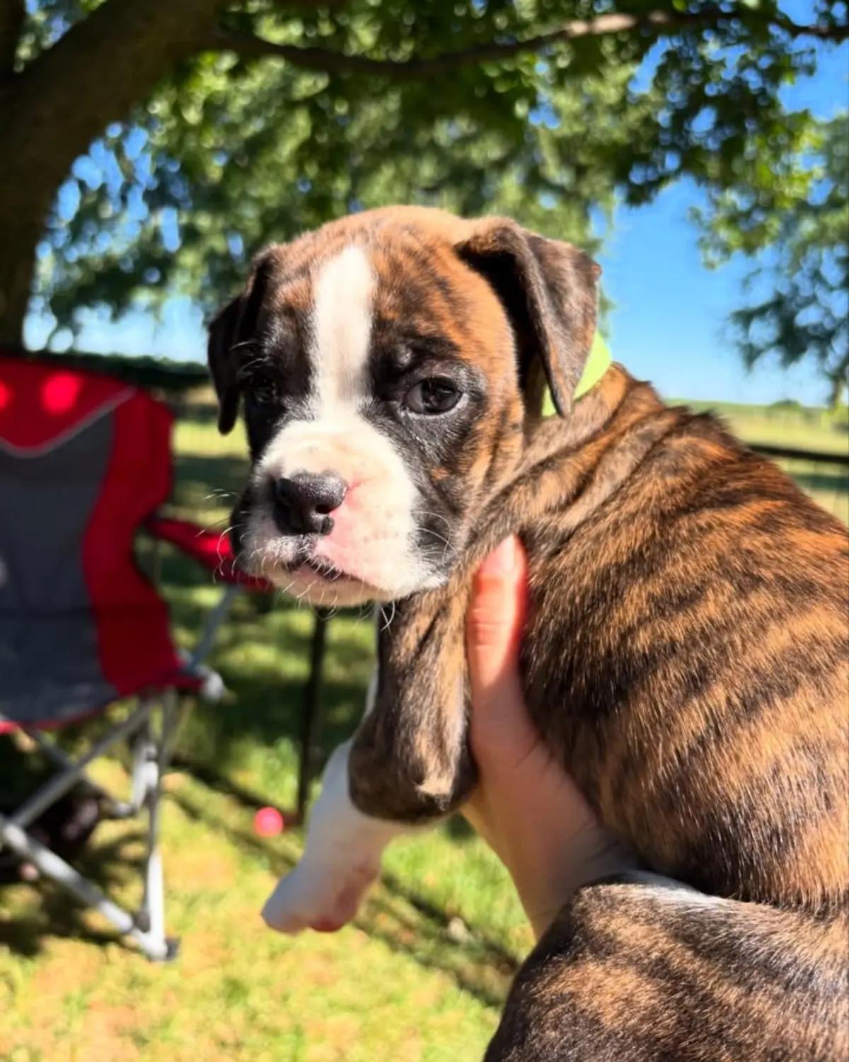 Brindle Boxer Puppies 🐾We have a wonderful litter  | Dogs | Syracuse | 6