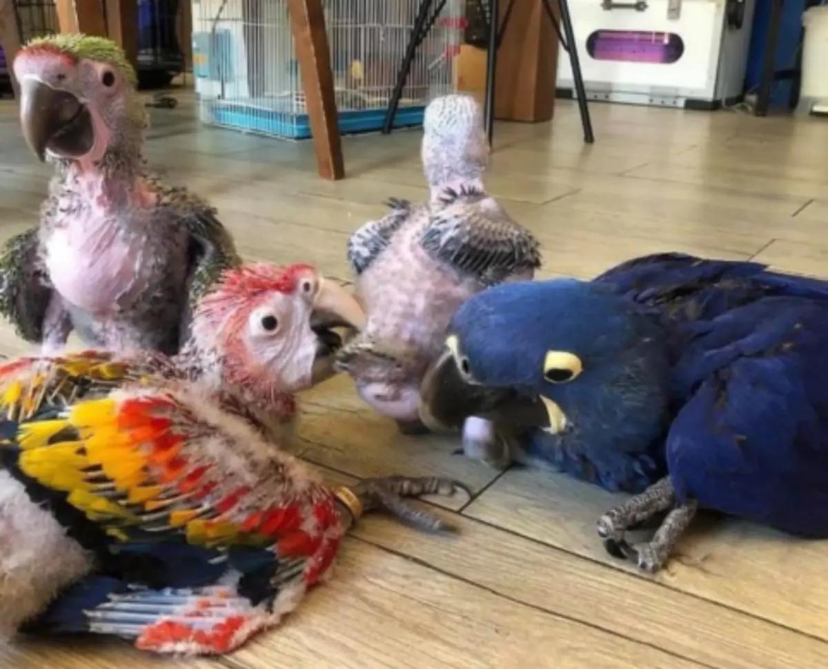 Parrots Available For Sale  | Birds | Wilmington | 2