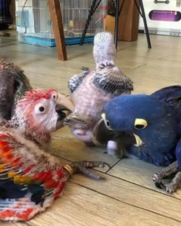Parrots Available For Sale  | Birds | Houston | 2