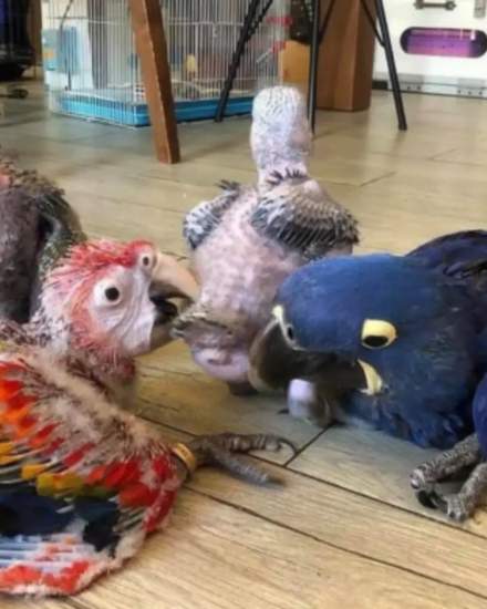 Parrots Available For Sale | Birds | Wilmington | 2