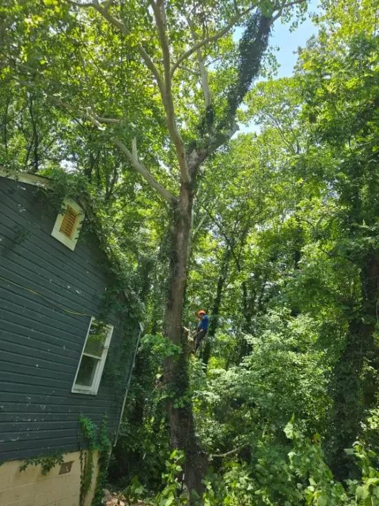 Garcias Tree Service and Lawn | Other Services | Greensboro | 4