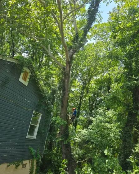 Garcias Tree Service and Lawn | Other Services | Greensboro | 4