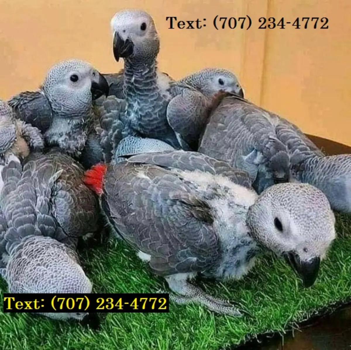 Parrots Available For Sale  | Birds | Wilmington | 5