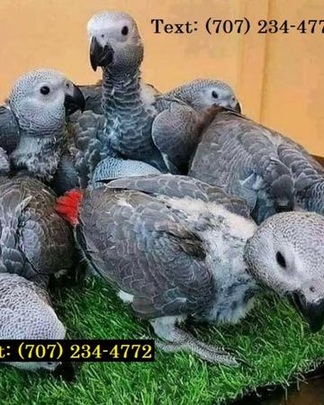 Parrots Available For Sale  | Birds | Houston | 5