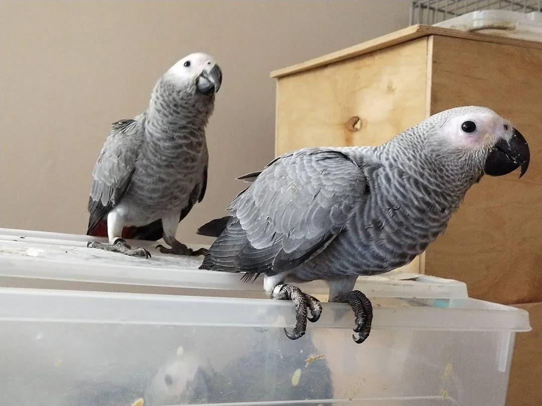 Well-Socialized African Grey Parrot Babies | Birds | Los Angeles | 3