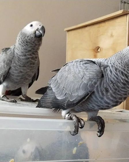 Well-Socialized African Grey Parrot Babies | Birds | Los Angeles | 3