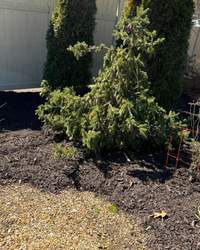 Diaz Lawn Care And Landscaping