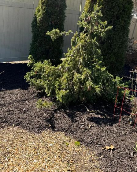 Diaz Lawn Care And Landscaping | Other Services | Chattanooga | 2