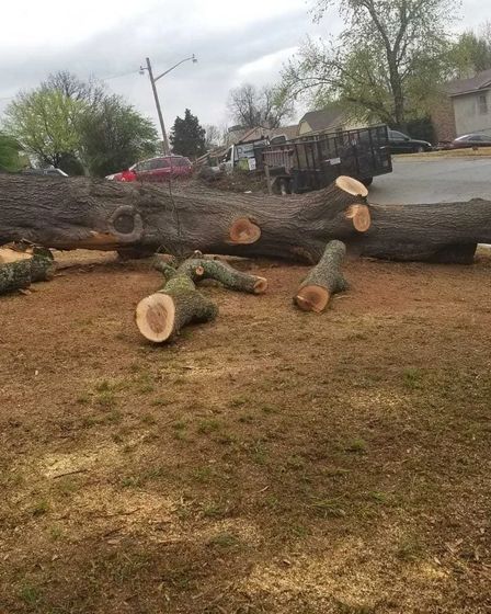 Francisco's Tree Services | Other Services | Little Rock | 3