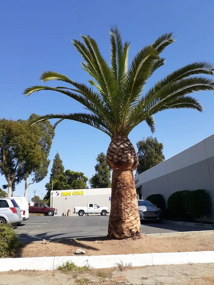 Lorenzo's Tree Services Ontario CA | Other Services | Los Angeles | 2
