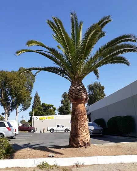 Lorenzo's Tree Services Ontario CA | Other Services | Los Angeles | 2