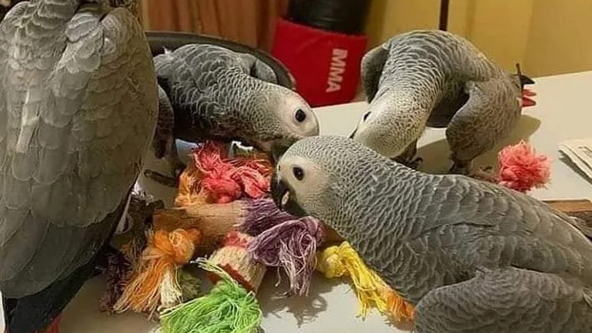 Well-Socialized African Grey Parrot Babies | Birds | Los Angeles | Ad gallery (SEO) | 3