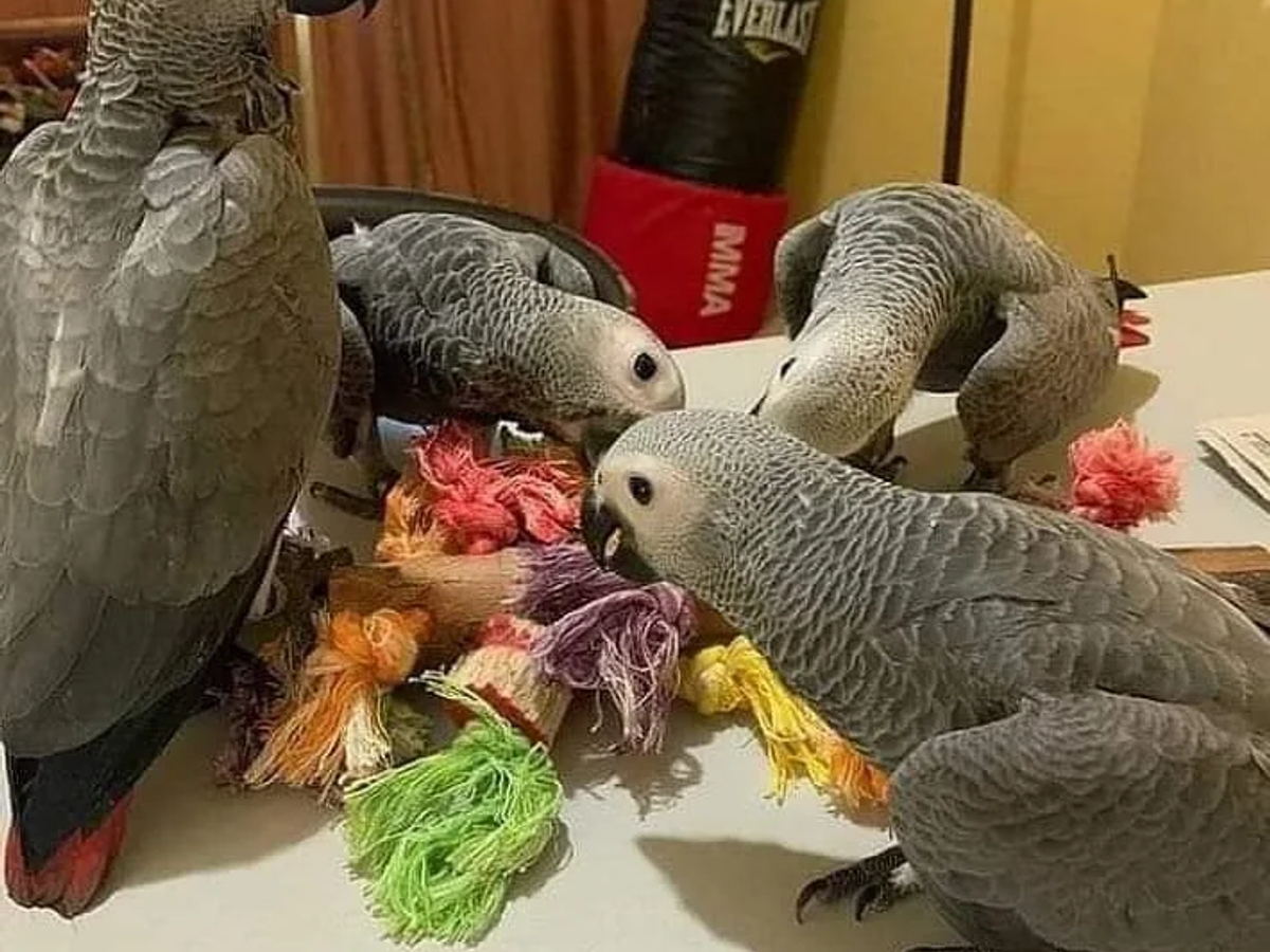 Well-Socialized African Grey Parrot Babies | Birds | Los Angeles | Ad gallery (SEO) | 2