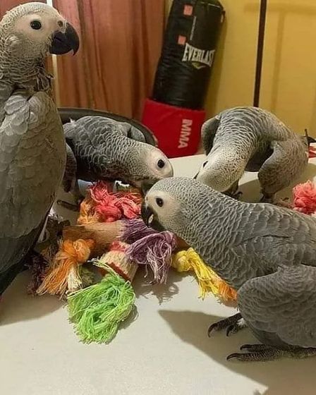 Well-Socialized African Grey Parrot Babies | Birds | Los Angeles | 1