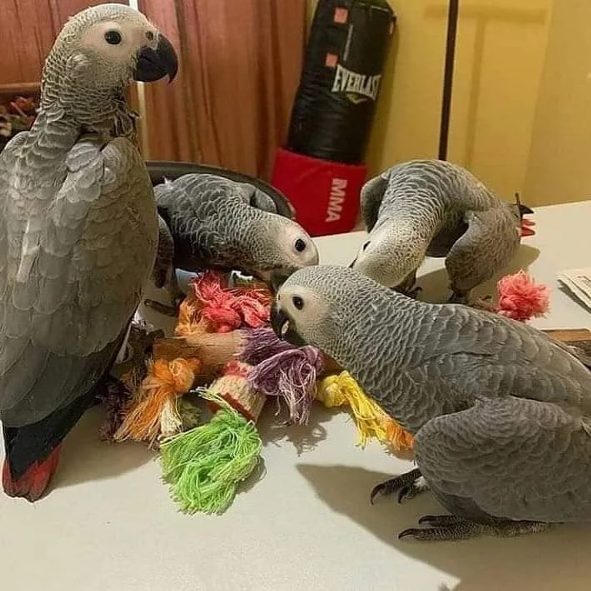 Well-Socialized African Grey Parrot Babies | Birds | Los Angeles | Ad gallery (SEO) | 1