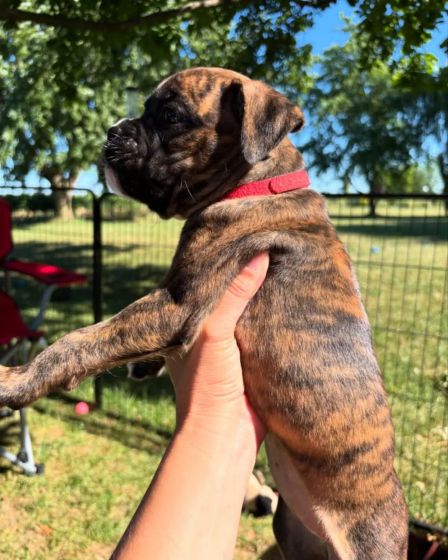 Brindle Boxer Puppies đžWe have a wonderful litter | Dogs | Syracuse | 4