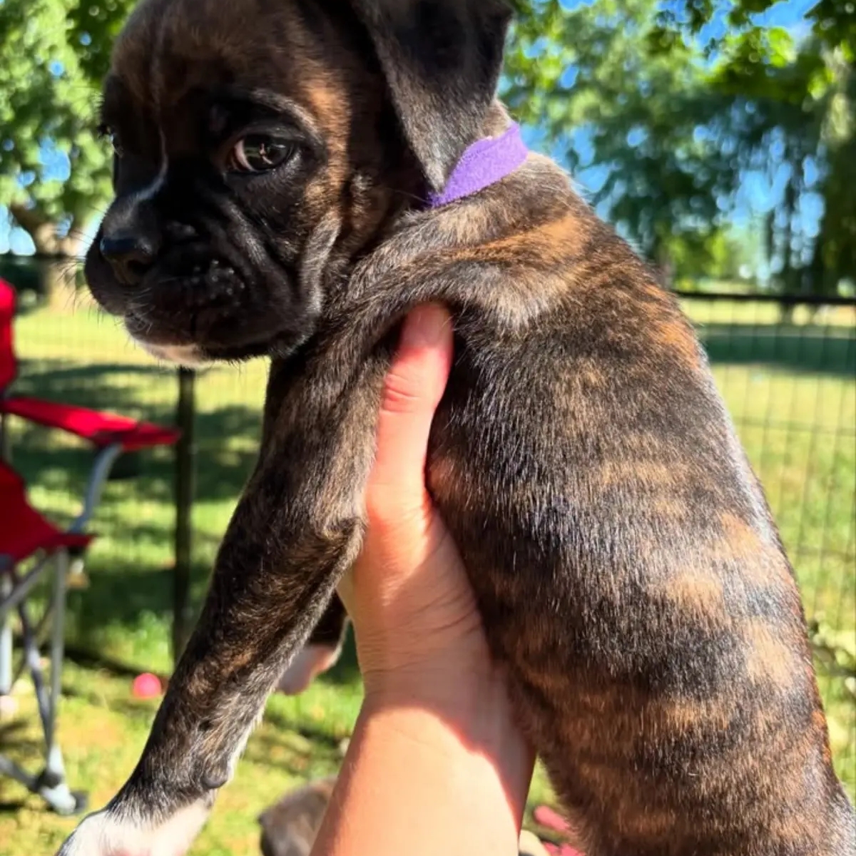 Brindle Boxer Puppies đžWe have a wonderful litter | Dogs | Syracuse | Ad gallery (SEO) | 1