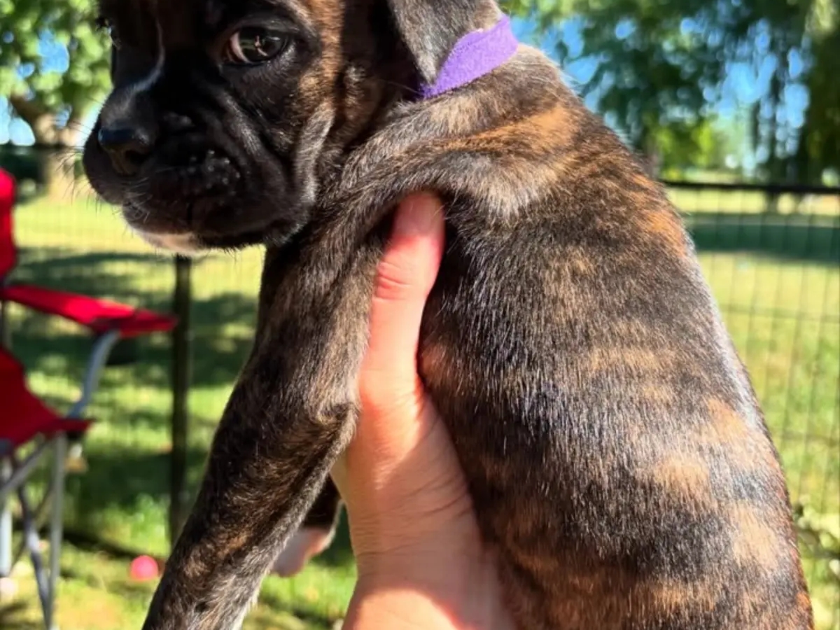 Brindle Boxer Puppies đžWe have a wonderful litter | Dogs | Syracuse | Ad gallery (SEO) | 2