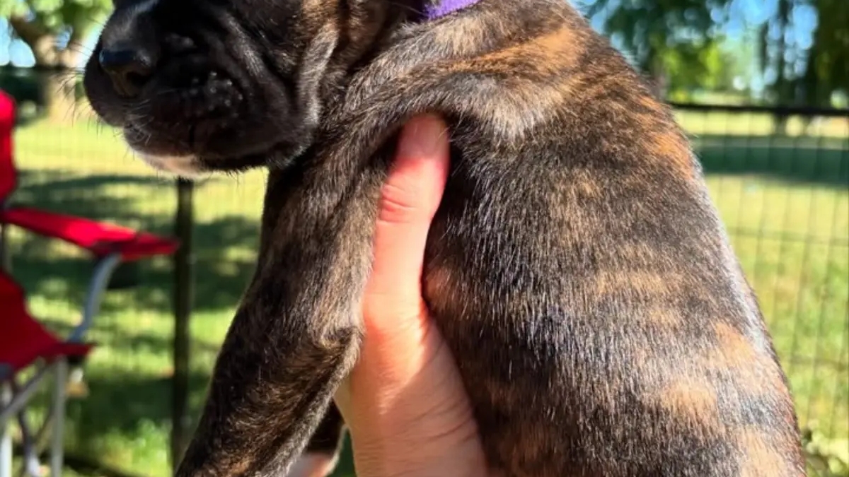Brindle Boxer Puppies đžWe have a wonderful litter | Dogs | Syracuse | Ad gallery (SEO) | 3