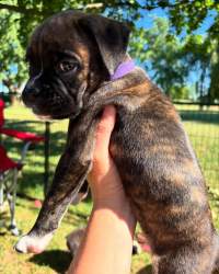 Brindle Boxer Puppies 🐾We have a wonderful litter