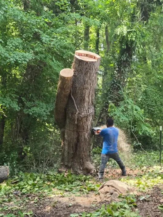 Garcias Tree Service and Lawn | Other Services | Greensboro | 2