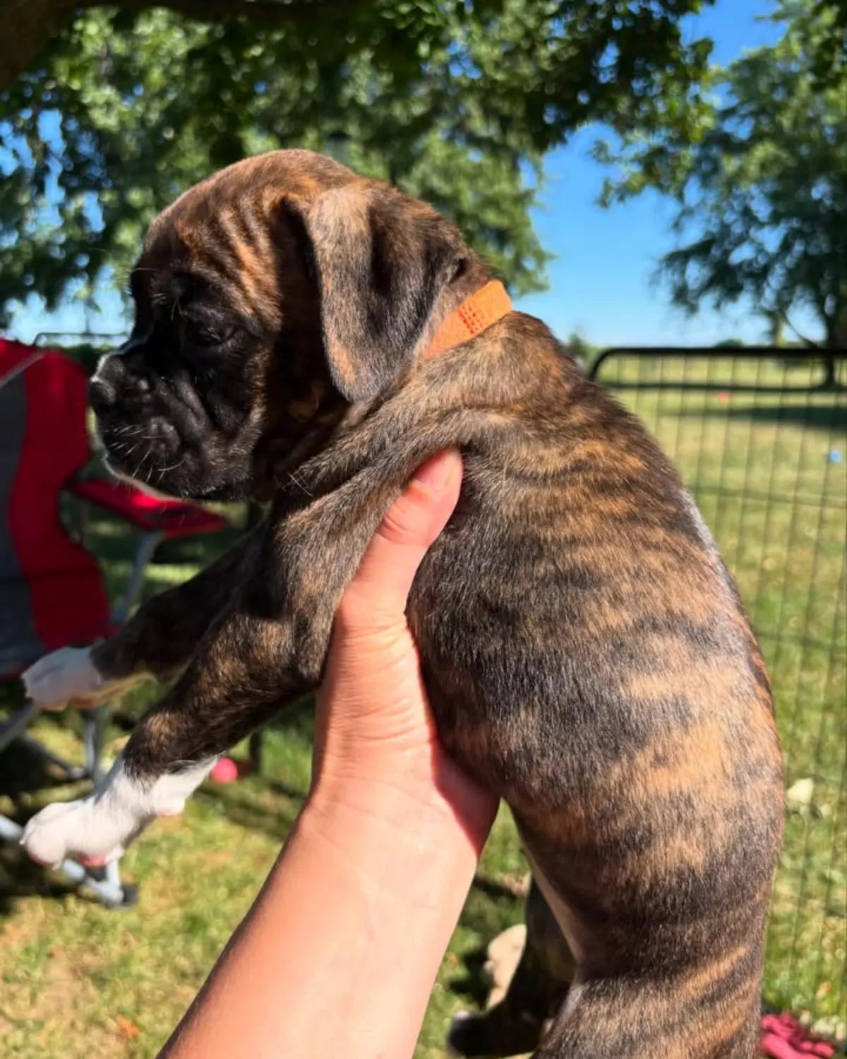 Brindle Boxer Puppies 🐾We have a wonderful litter  | Dogs | Syracuse | 5