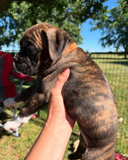 Brindle Boxer Puppies đžWe have a wonderful litter | Dogs | Syracuse | 5