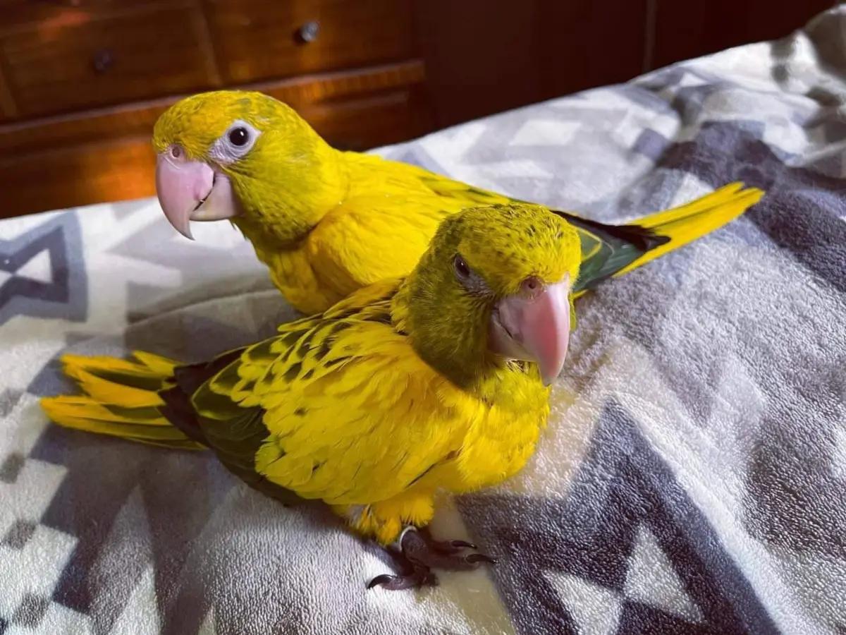 Parrots Available For Sale  | Birds | Wilmington | 4