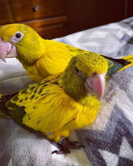 Parrots Available For Sale | Birds | Los Angeles | 4