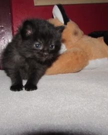 ragdoll kittens for sale