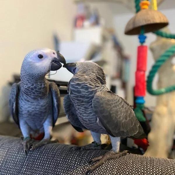 Well-Socialized African Grey Parrot Babies | Birds | Los Angeles | 5
