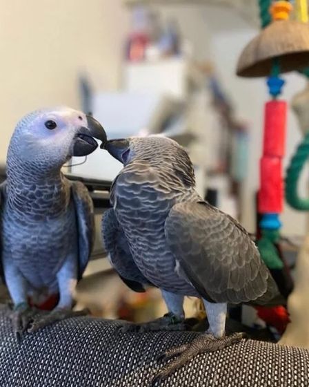 Well-Socialized African Grey Parrot Babies | Birds | Los Angeles | 5