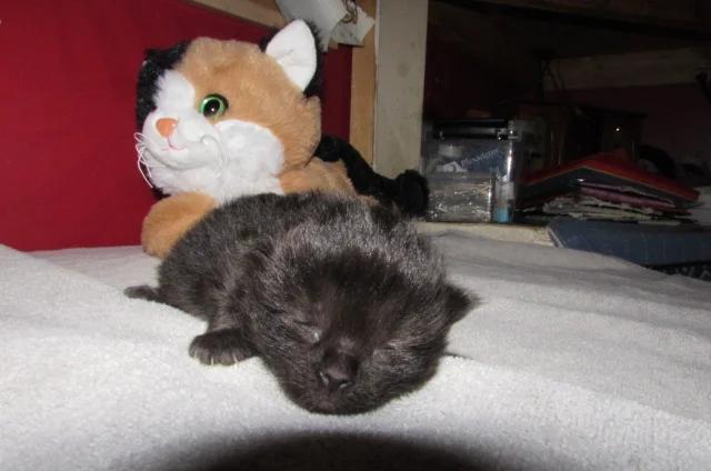 ragdoll kittens for sale | Cats | Charleston | 3