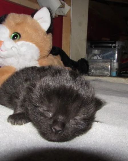 ragdoll kittens for sale | Cats | Charleston | 3