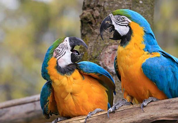 Where to Buy a Parrot Online Safely | Parrots for Sale