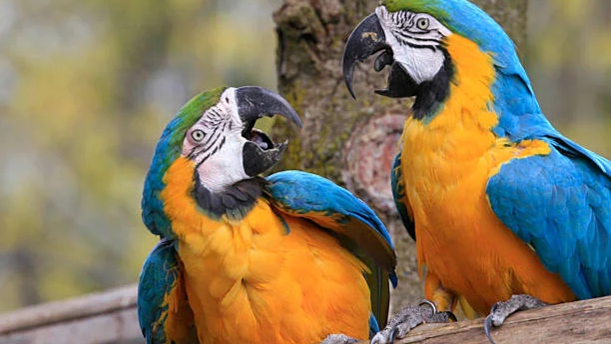 Where to Buy a Parrot Online Safely | Parrots for Sale | Birds | Los Angeles | Ad gallery (SEO) | 3