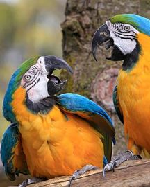 Where to Buy a Parrot Online Safely | Parrots for Sale